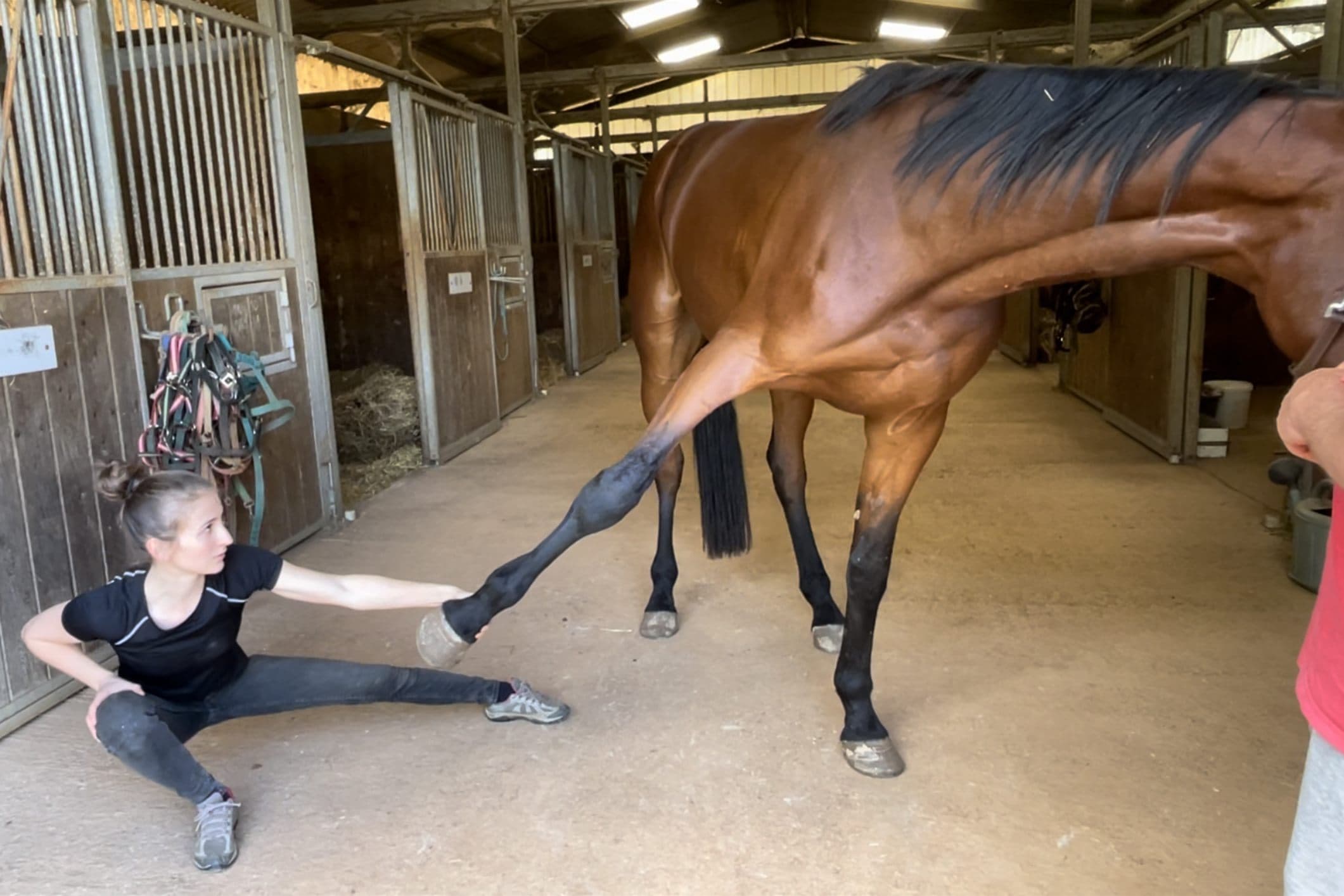 Marie Salabert en extension du postérieur d'un cheval, dans une écurie