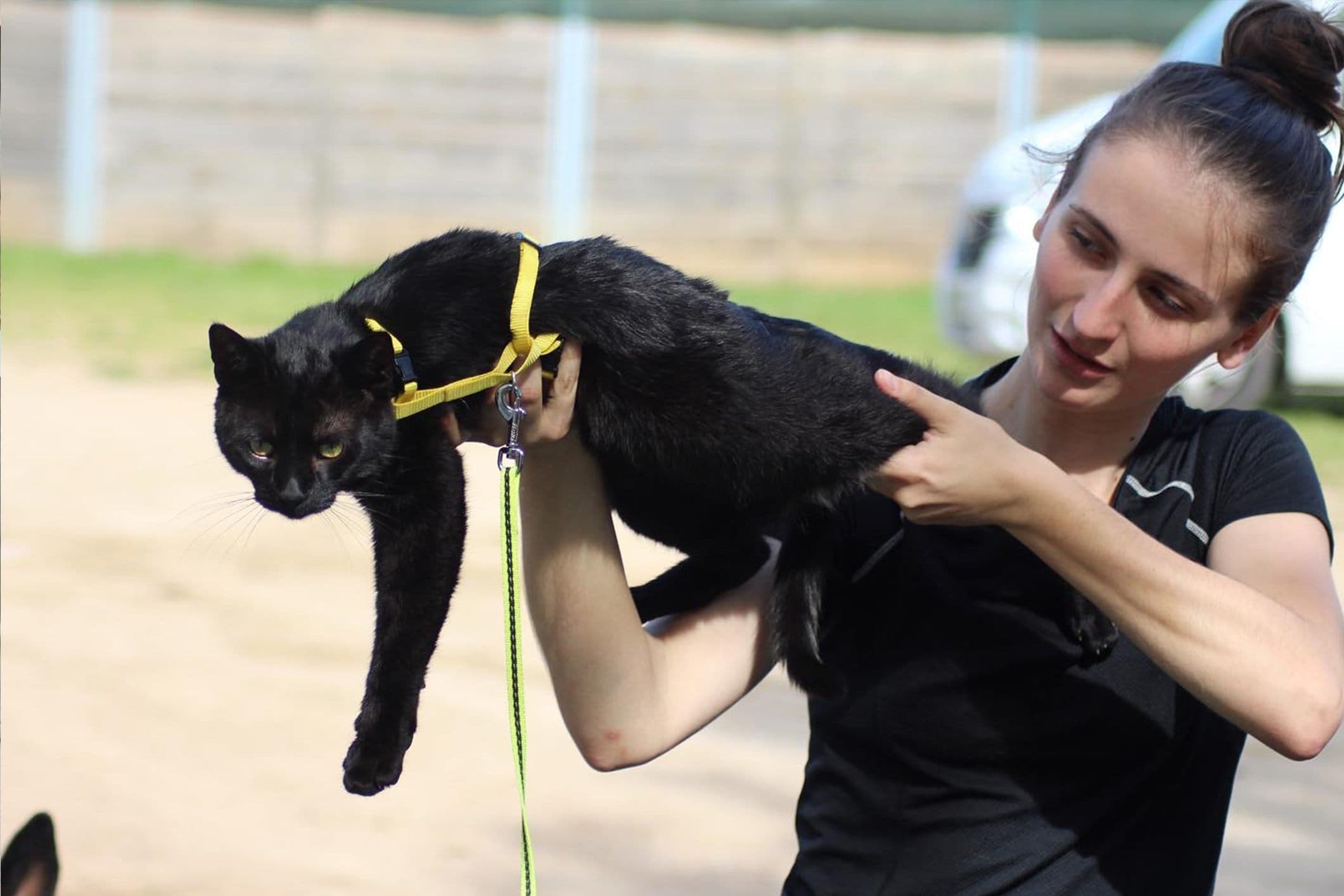 Marie Salabert examinant un chat au domicile de ses propriétaires