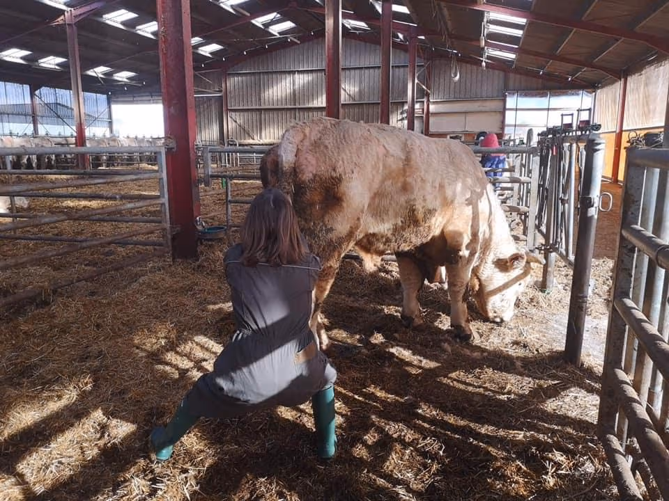 Marie Salabert accroupie derrière un bovin charolais, dans une bouverie
