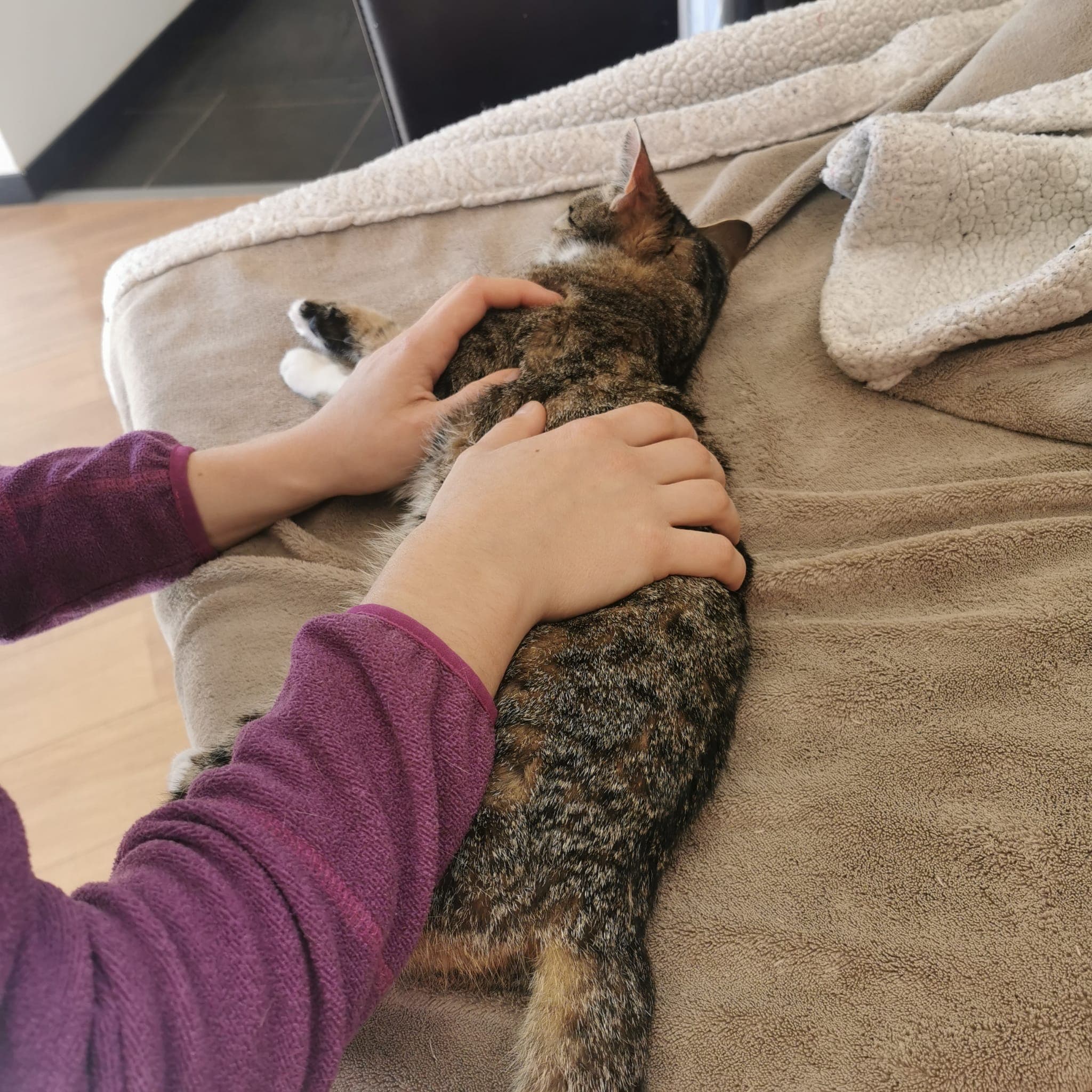Marie Salabert pose ses mains sur le dos d'un chat tigré allongé sur une couverture