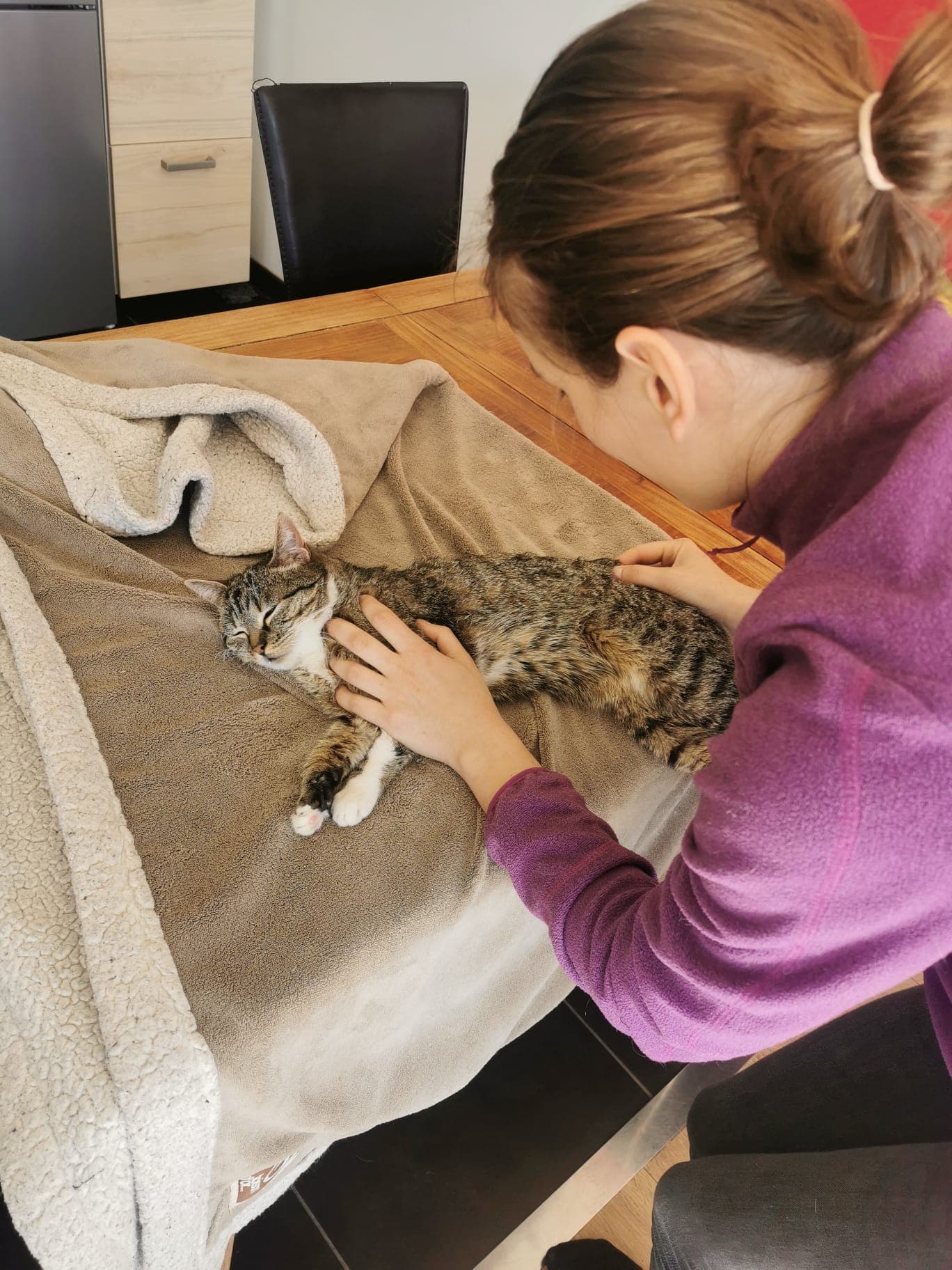 Un chat tigré détendu, allongé sous les mains de Marie Salabert