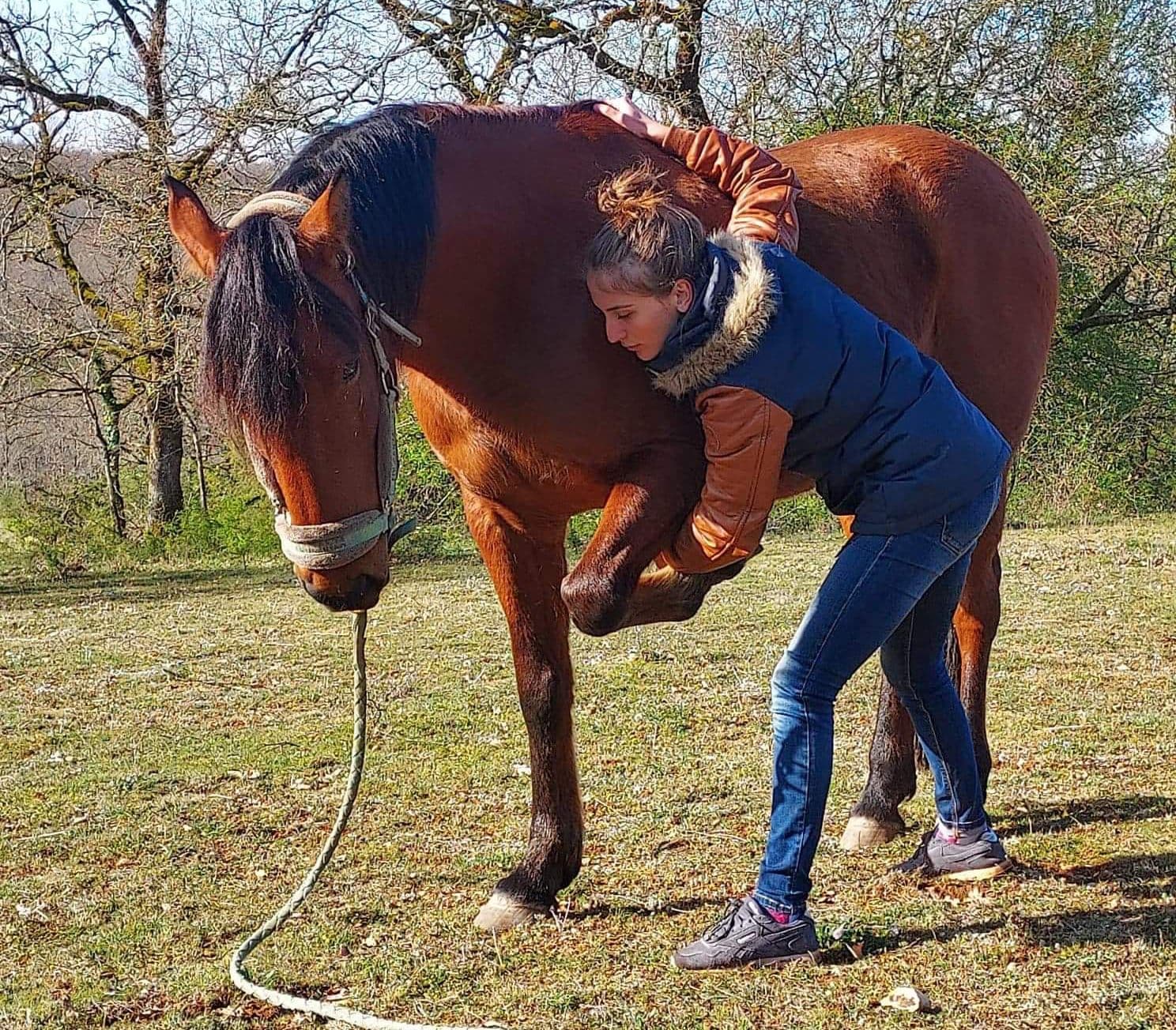 Marie Salabert mobilise l'antérieur d'un cheval bai, au pré.
