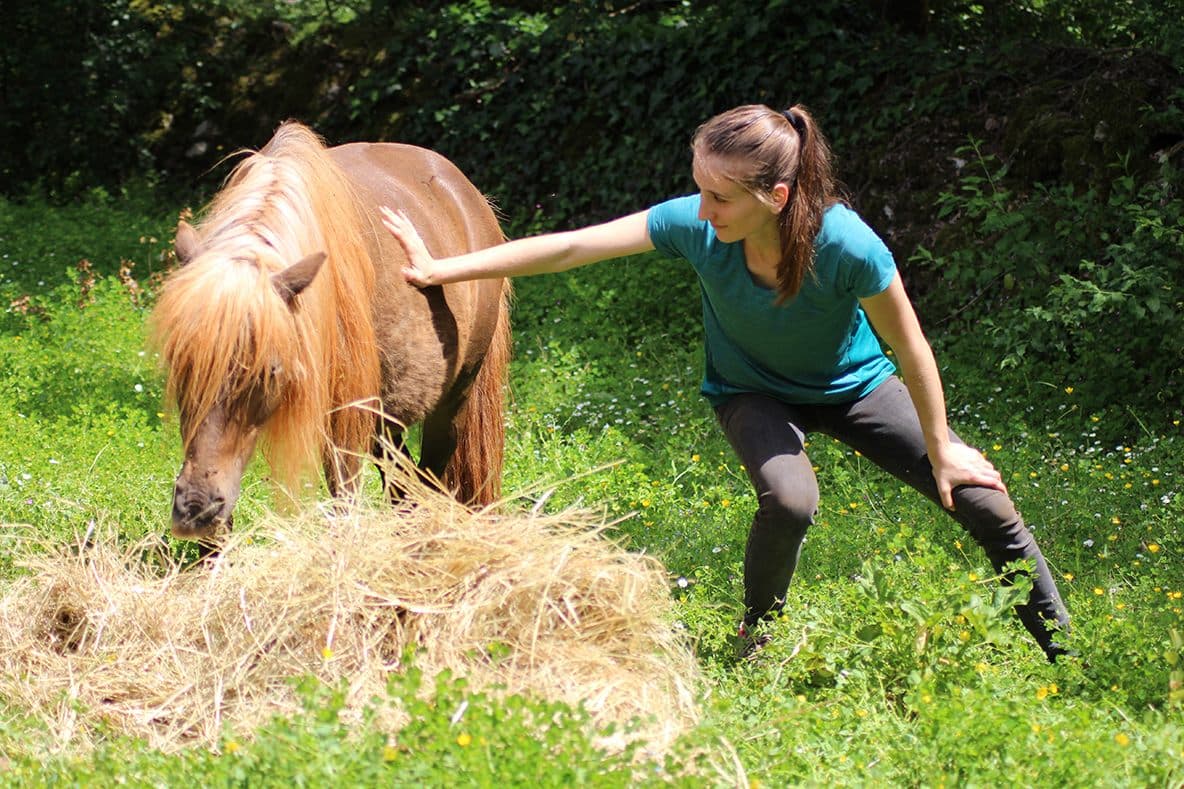 Séance d'ostéopathie sur un poney au pré