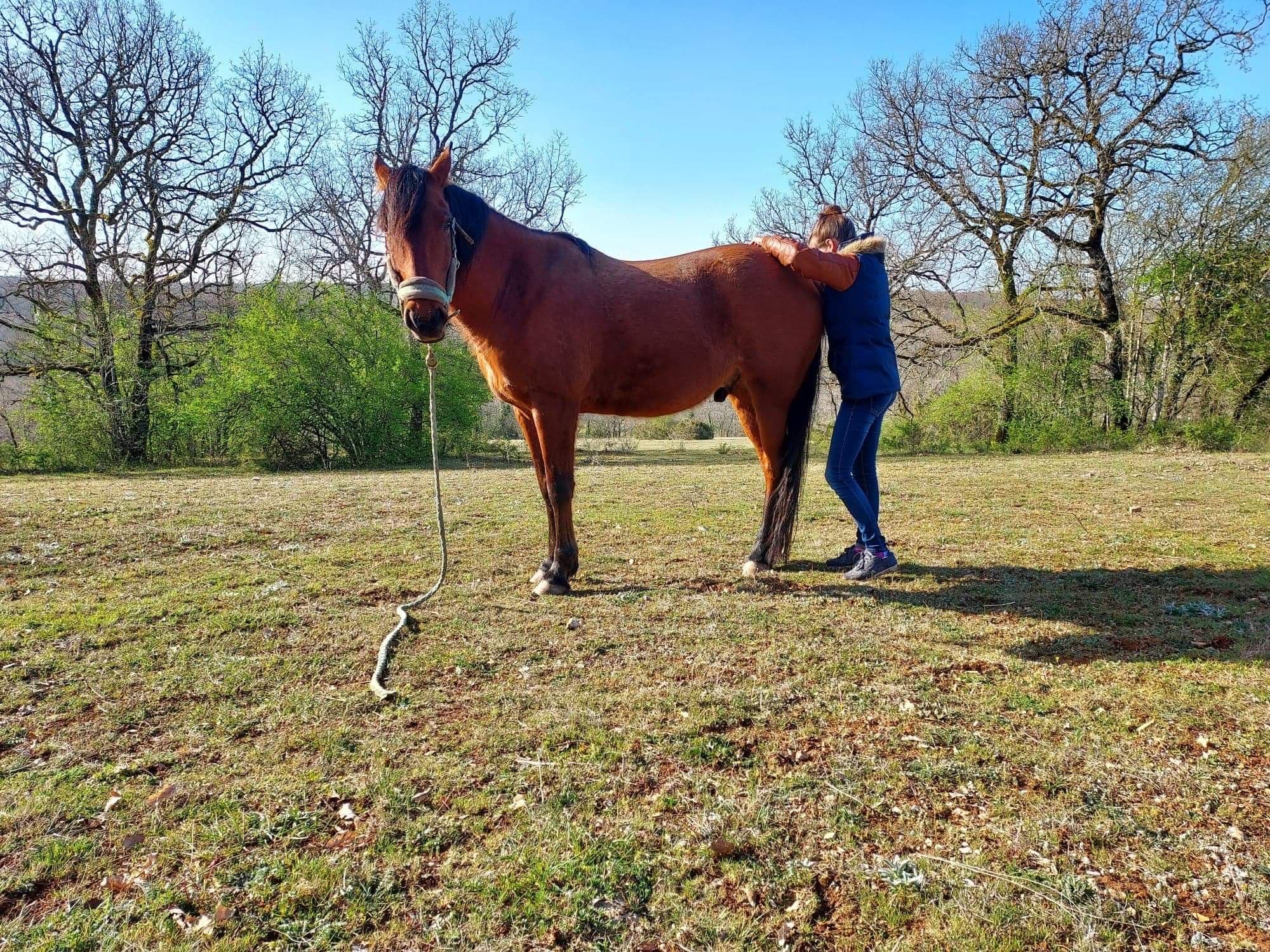 Marie Salabert examine le dos d'un cheval bai en extérieur, au pré.