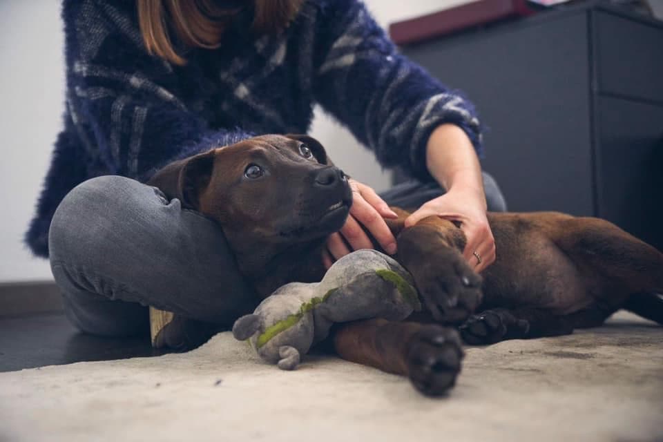 Marie Salabert auprès d’un chien portant un bandage à la patte