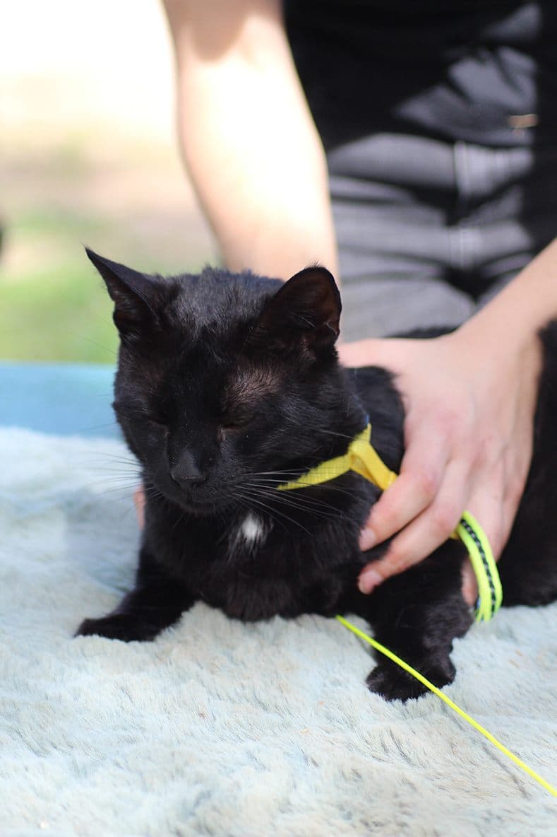 Un chat noir, les yeux fermés, détendu pendant la séance