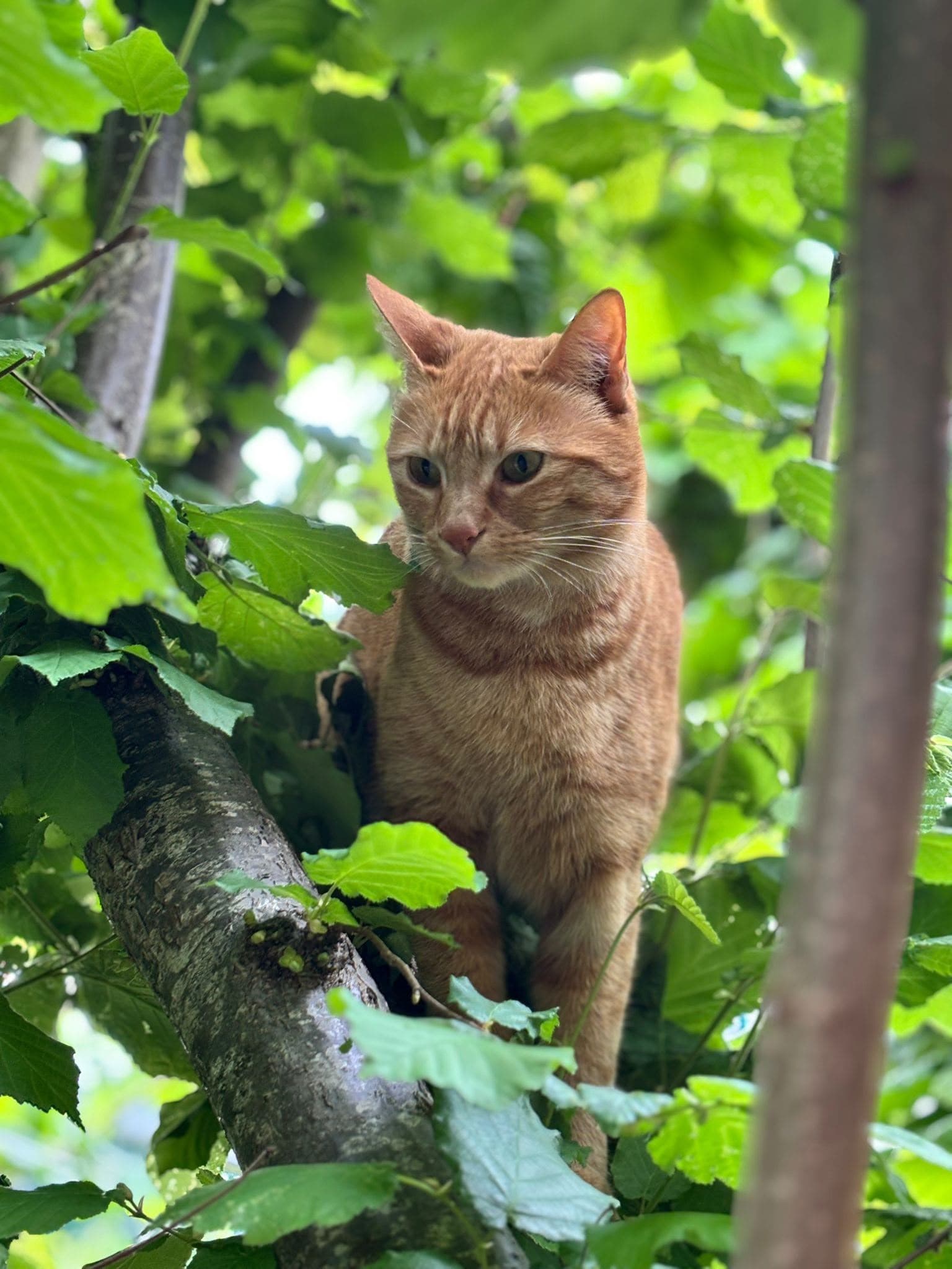 Chat roux perché dans un arbre, entre les feuilles