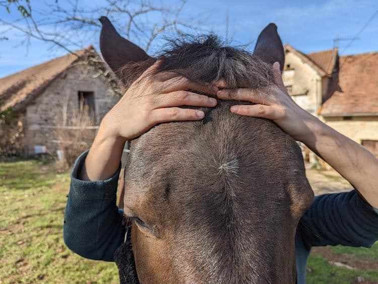 Mains posées de part et d'autre du front d'un cheval