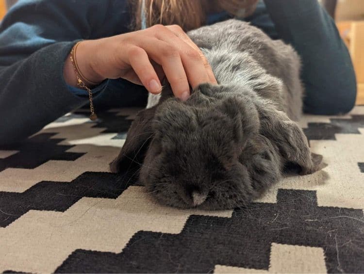 Mains posées sur la tête d'un lapin gris