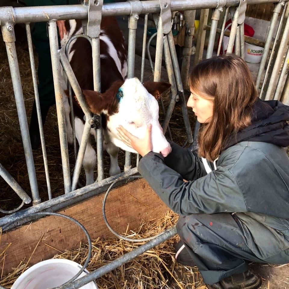 Marie Salabert tient la tête d'un veau entre les barreaux d'un cornadis