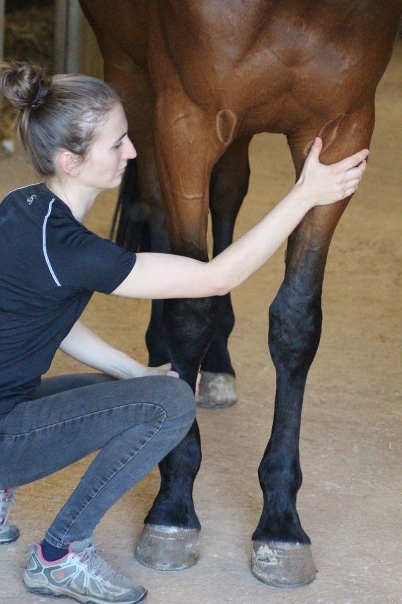 Marie Salabert palpe l'antérieur d'un cheval bai à l'écurie