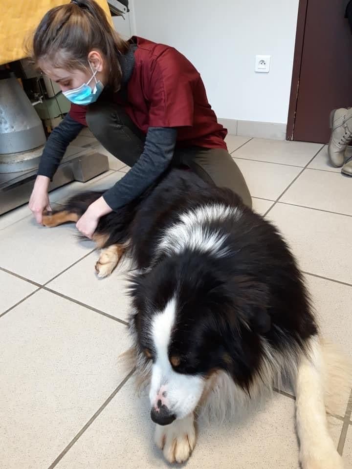 Marie Salabert traite un border collie allongé sur le carrelage