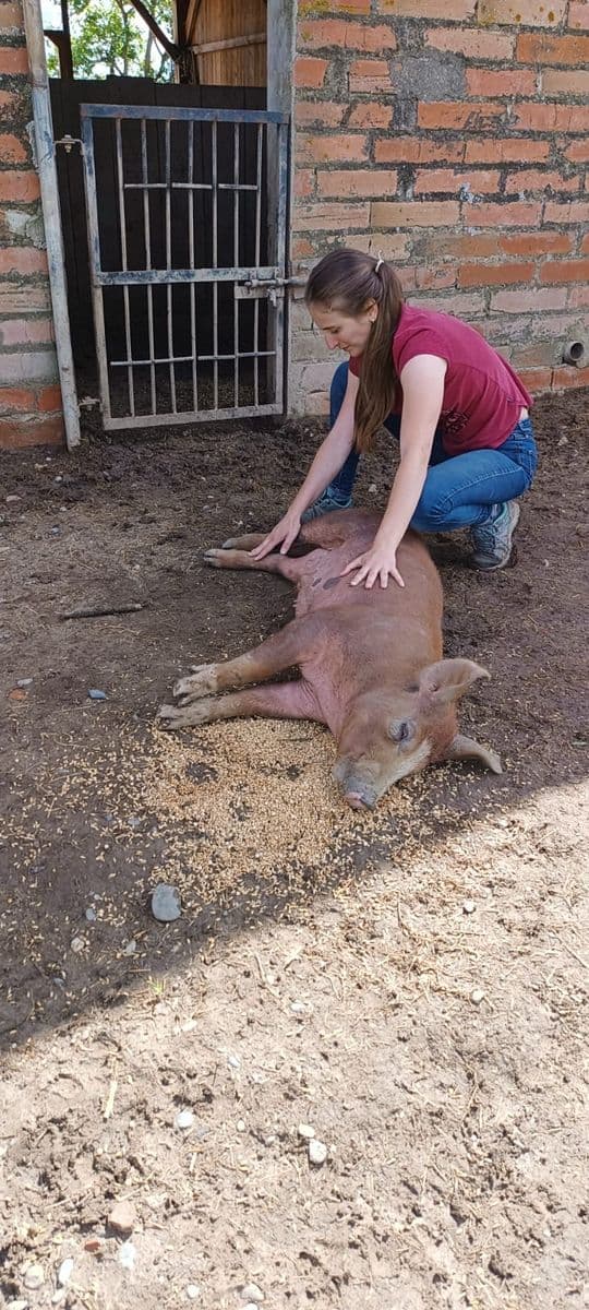 Travail sur un cochon allongé au sol dans une cour de ferme