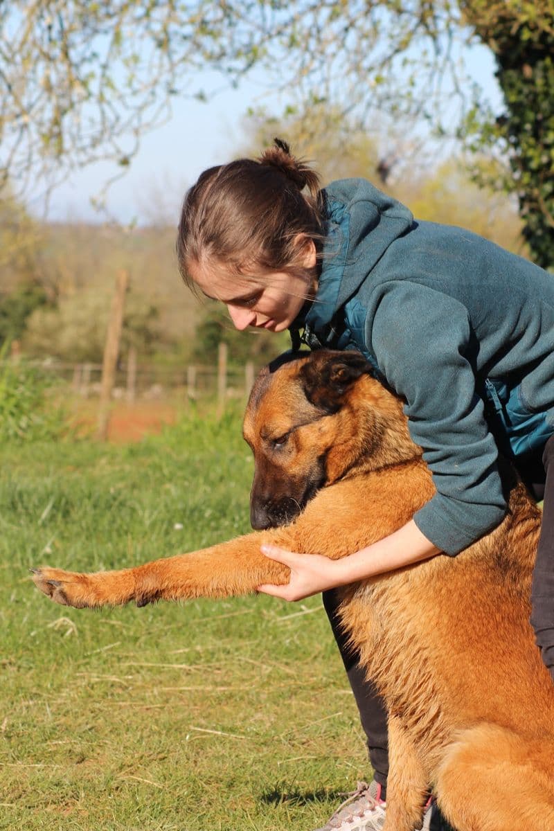 Marie Salabert étire l'antérieur d'un chien dans un pré