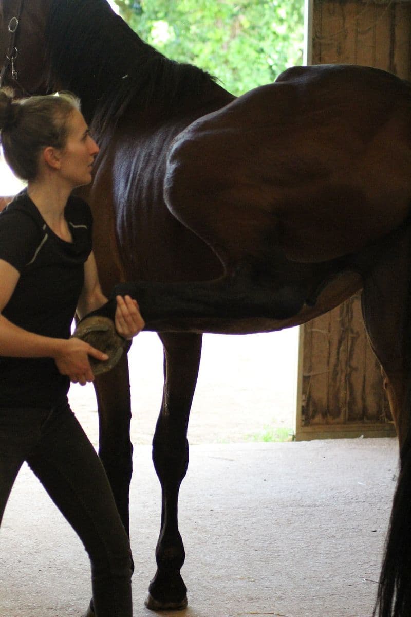 Marie Salabert mobilise l'antérieur d'un cheval bai à l'entrée d'un box
