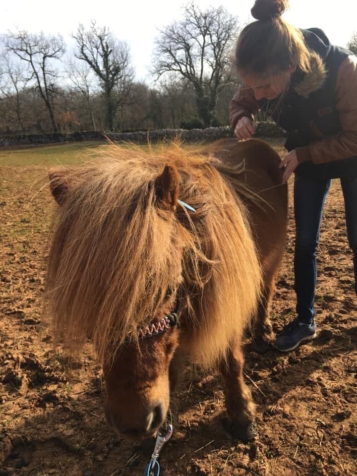 Marie Salabert travaille sur un poney Shetland à la crinière fournie