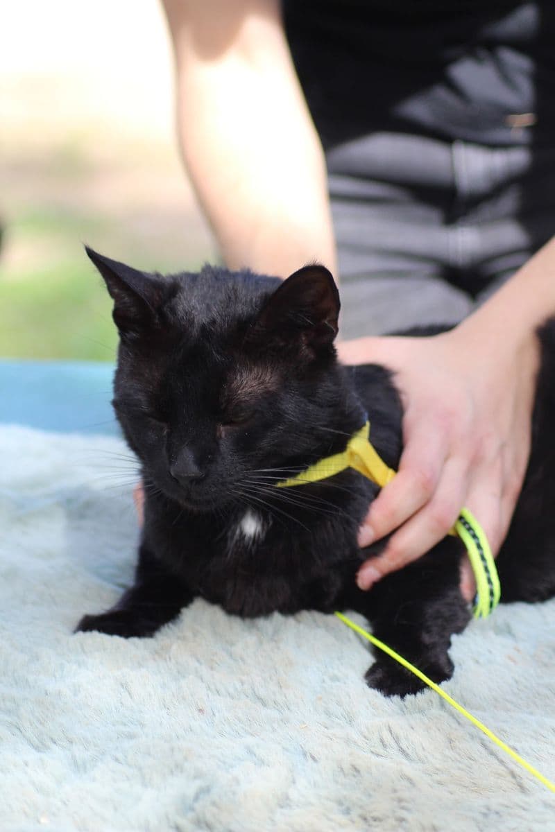 Mains posées sur un chat noir allongé sur une couverture