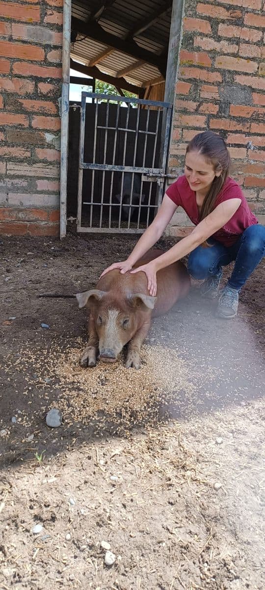 Marie Salabert travaille sur un cochon couché dans une cour de ferme
