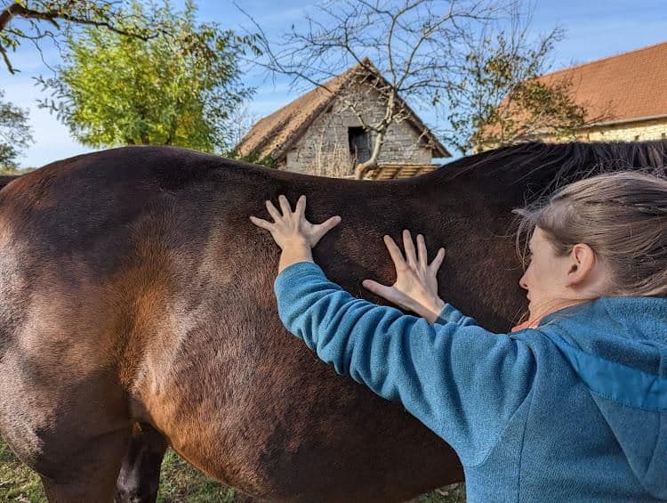Mains posées à plat sur le flanc d'un cheval bai