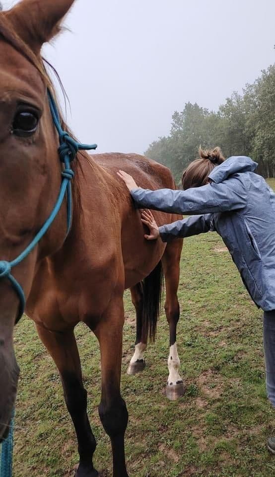 Marie Salabert pose les mains sur l'abdomen d'un poulain au pré