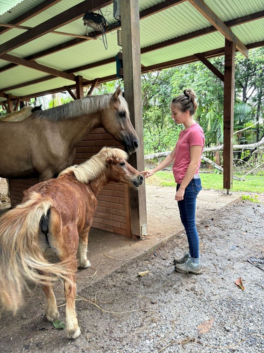 Séance d'ostéopathie sur un poney sous un abri, en Guyane