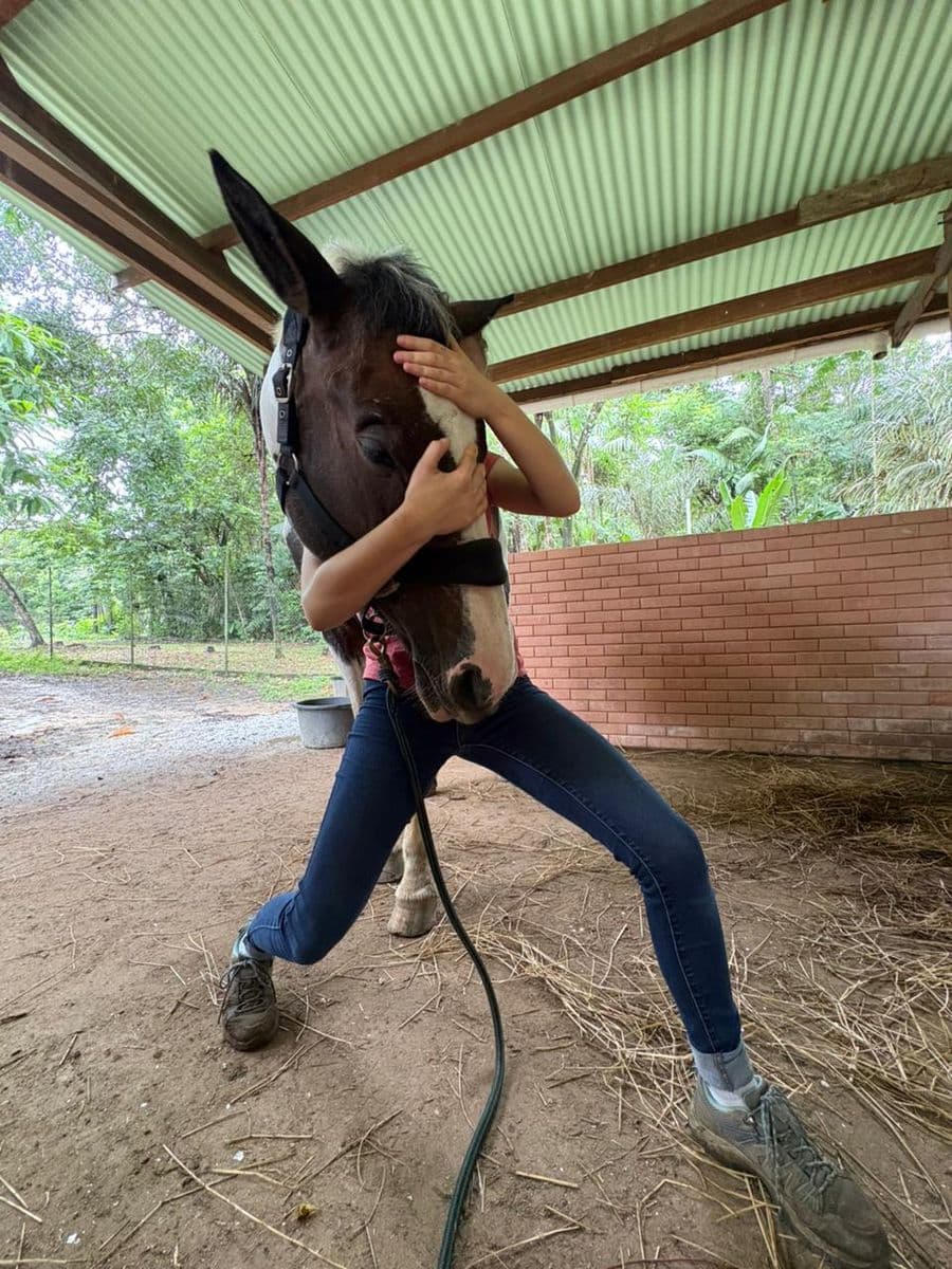 Séance d'ostéopathie sur un cheval à l'abri, en Guyane