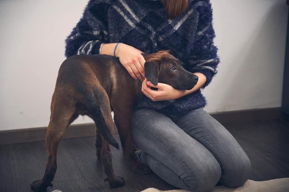 Mains posées sur la tête et l'encolure d'un jeune chien